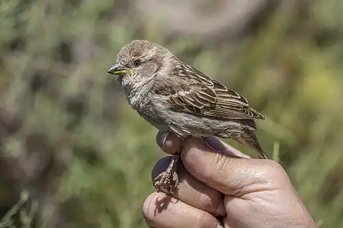 ringed female in Malta