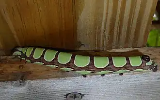 Green form final instar larva