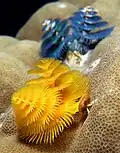 Christmas tree worms bore into living coral