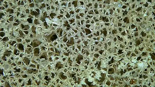 Network of sponge spicules