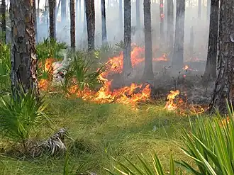 Prescribed burn of pine habitat on the island