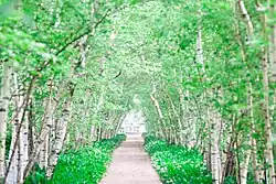 Tree lined path between areas of the gardens