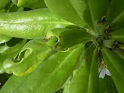 Leaves damaged by the larvae of the Udea litorea moth