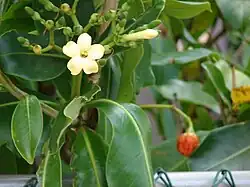Flower, fruit and leaves