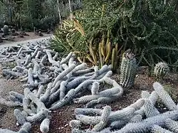 Creeping devils at Huntington Desert Garden