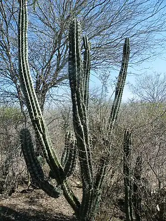 Habitat in Estacion calles, Tamaulipas