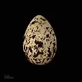 Egg of Sterna dougallii dougallii - Muséum de Toulouse