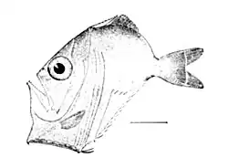 Diaphanous hatchetfish Sternoptyx diaphana
