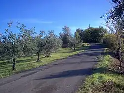 A country road in Salisano.