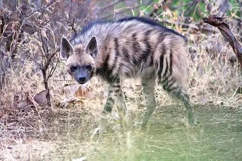 Striped hyena at the Gir National Park