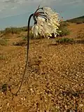 Wild specimen of white-flowered variety with nodding inflorescence, Knersvlakte Nature Reserve