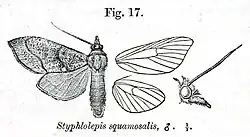 Styphlolepis squamosalis Hampson, 1896
