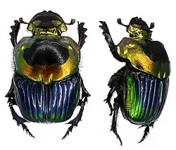 Female of Sulcophanaeus i. imperator