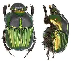 Sulcophanaeus menelas - female