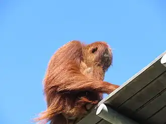 One of the zoo's Sumatran orangutans at the top of one of their climbing towers