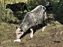 Svärdsjö sheep, an endangered Swedish local breed, licking salt