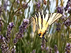Scarce swallowtail (Iphiclides podalirius) on lavender flowers, near the Adriatic