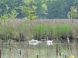 Swans in Cutler Pond