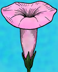 Diagram of sympetalous flower