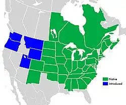 Native distribution in green: Canada — Manitoba, New Brunswick, Nova Scotia, Ontario, and Québec; US — Alabama, Arkansas, Colorado, Connecticut, Delaware, District of Columbia, Georgia, Illinois, Indiana, Iowa, Kansas, Kentucky, Maine, Maryland, Massachusetts, Michigan, Minnesota, Mississippi, Missouri, Nebraska, New Hampshire, New Jersey, New Mexico, New York, North Carolina, North Dakota, Ohio, Oklahoma, Pennsylvania, Rhode Island, South Carolina, South Dakota, Tennessee, Virginia, West Virginia, and Wisconsin. Introduced North American distribution in blue: US — Montana, Oregon, Utah, Washington, and Wyoming.