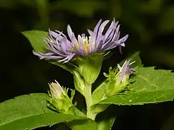Involucre showing phyllaries and bracts