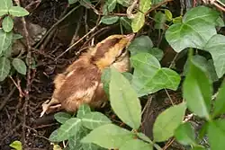 Pheasant chick running through undergrowth