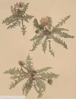 Growth habit specimens