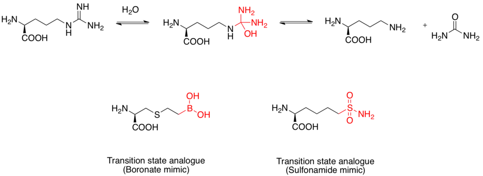 Transition state analogue example 3