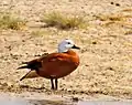 Female with extensive white on the head; Etosha National Park, Namibia