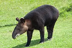 The mountain tapir