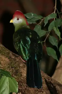 At Weltvogelpark Walsrode, Germany