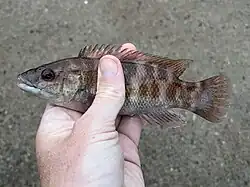 New Brunswick, Canada