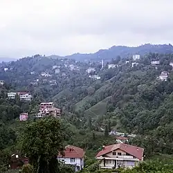 Tea plantation in Rize
