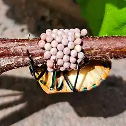 adult female guarding eggs