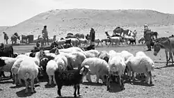 Israeli Bedouin with their herds at Tel Malḥata in 1955, where the Nevatim Airbase is now located