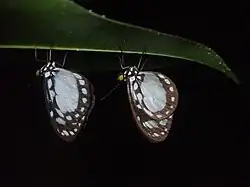 Tellervo zoilus; Tellervini