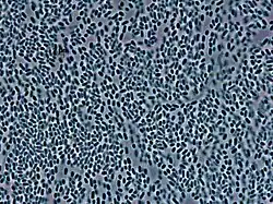 Microscope image of Telluria mixta