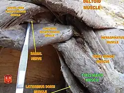 Teres major muscle