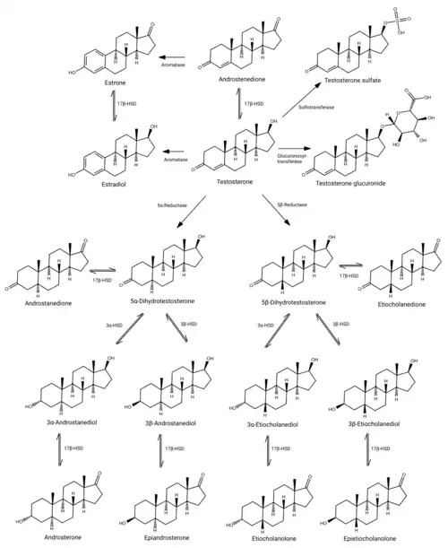 Testosterone structures