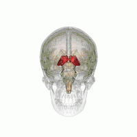 360 rotation of Thalamus