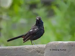 Indian robin in Tharparkar