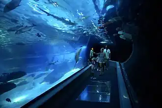 Tunnel through an aquarium.