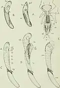 Hatching of larva