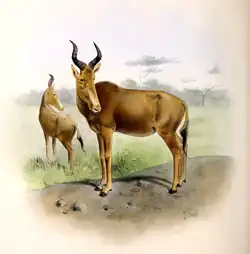 Bubal hartebeest