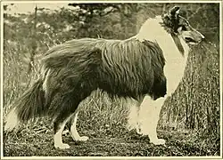 Mr. R.A. Tait's Wishaw Leader, 1911, published in "The new book of the dog : a comprehensive natural history of British dogs and their foreign relatives, with chapters on law, breeding, kennel management, and veterinary treatment" by Robert Leighton.