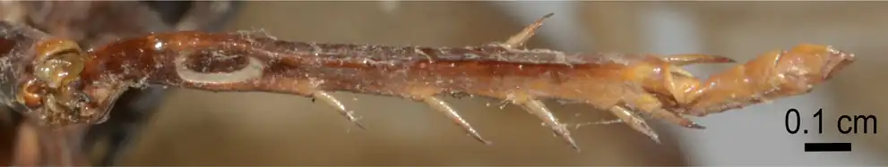 The tympanal organ of a P. obscura specimen collected in India.