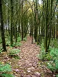 Footpath through a plantation east of Newchurch