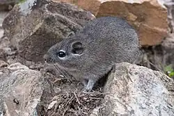 Gray spiny rat