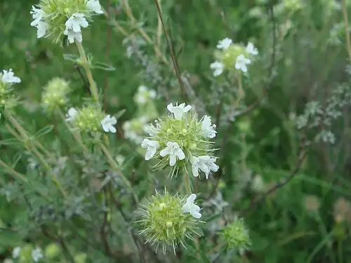 Flowers and foliage
