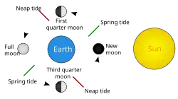 Spring tide: the Sun, moon, and earth form a straight line. Neap tide: the Sun, moon, and earth form a right angle.